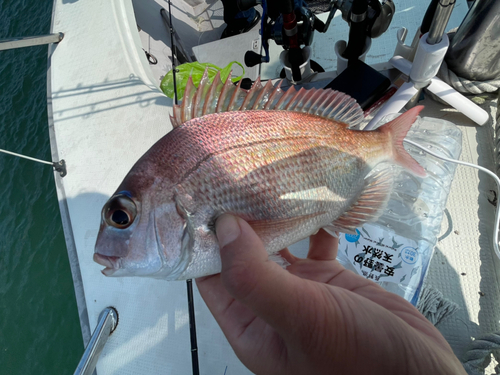 マダイの釣果