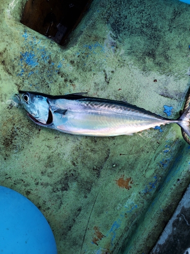 ソウダガツオの釣果