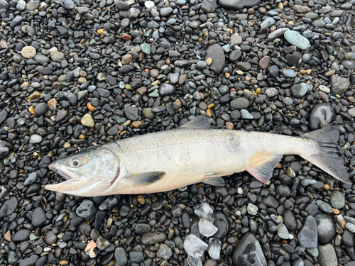 アキアジの釣果