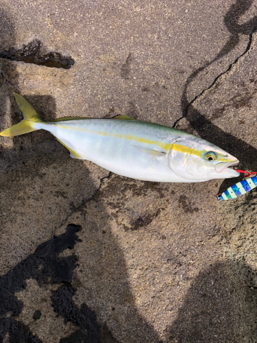 ワカシの釣果