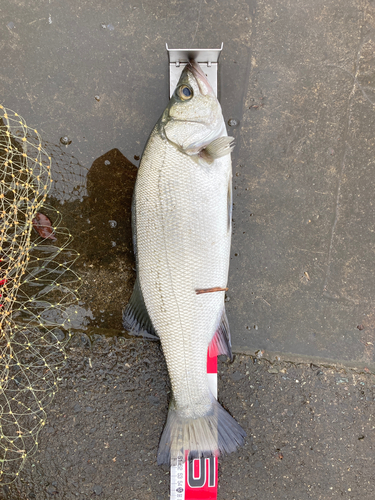 フッコ（ヒラスズキ）の釣果