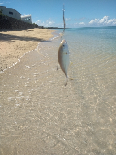 メッキの釣果