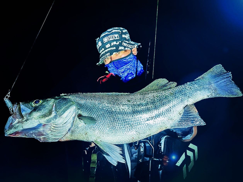 ヒラスズキの釣果