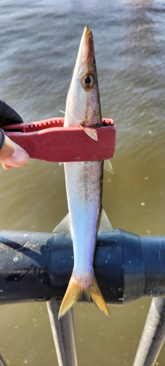 カマスの釣果