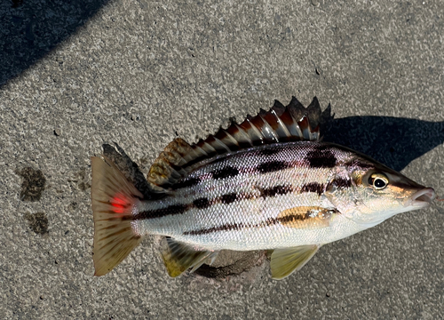 シマイサキの釣果