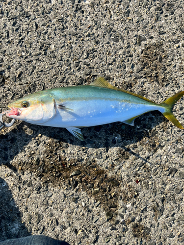 ハマチの釣果