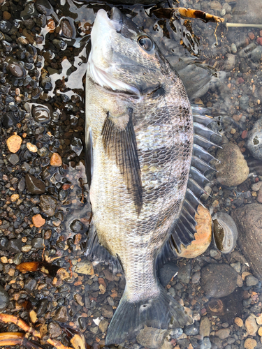 チヌの釣果