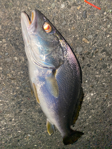 オオニベの釣果