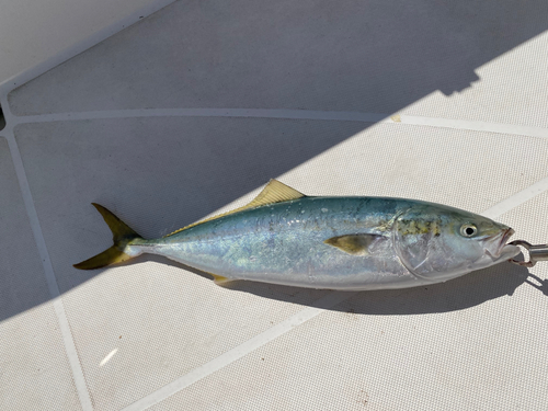 ハマチの釣果