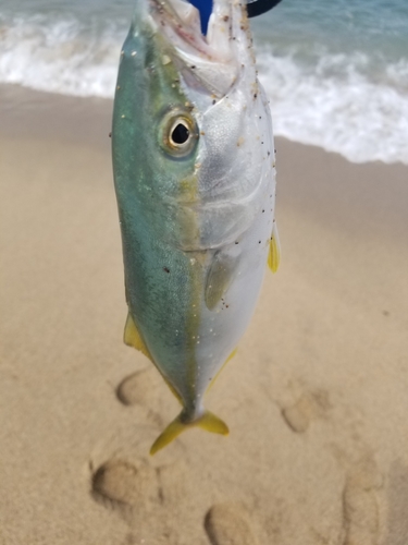 ハマチの釣果