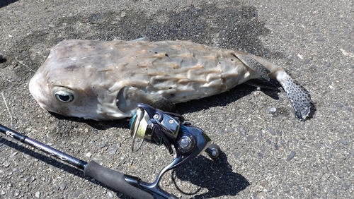 イシガキフグの釣果