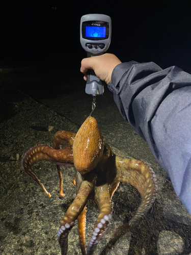 マダコの釣果