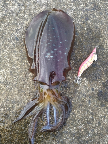 アオリイカの釣果