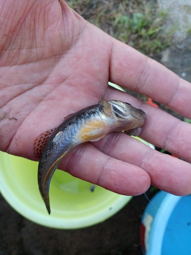 マハゼの釣果