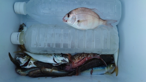 ハゼの釣果