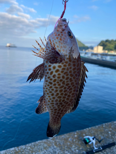 オオモンハタの釣果