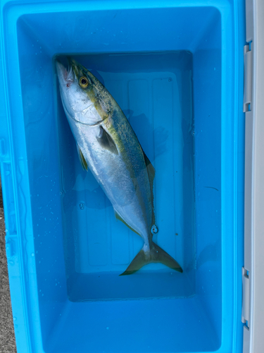 ハマチの釣果