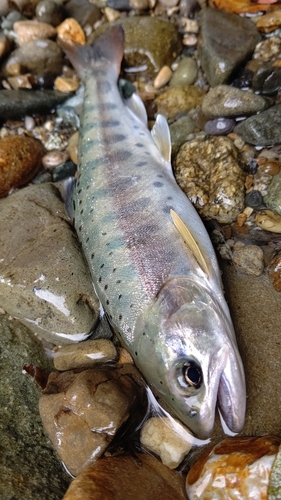 ヤマメの釣果