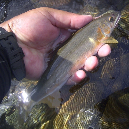 アユの釣果