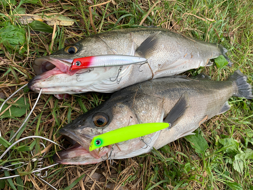 シーバスの釣果