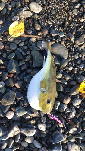 シロサバフグの釣果