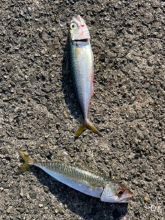 サバの釣果