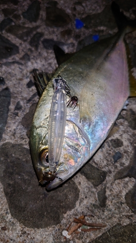 サゴシの釣果