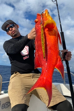 バラハタの釣果