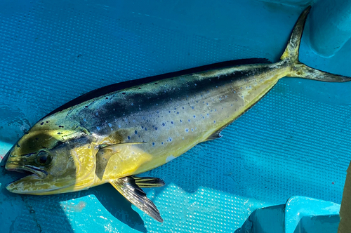 シイラの釣果