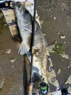 スズキの釣果