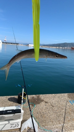 カマスの釣果