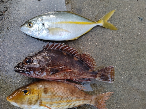 シマアジの釣果