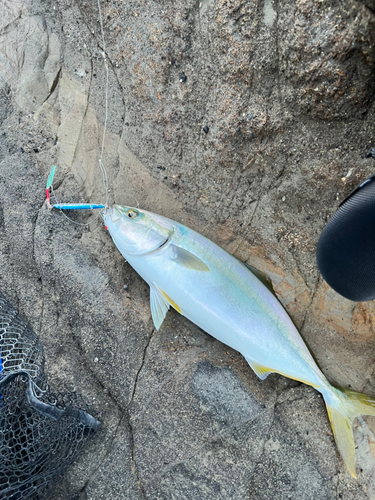 イナダの釣果