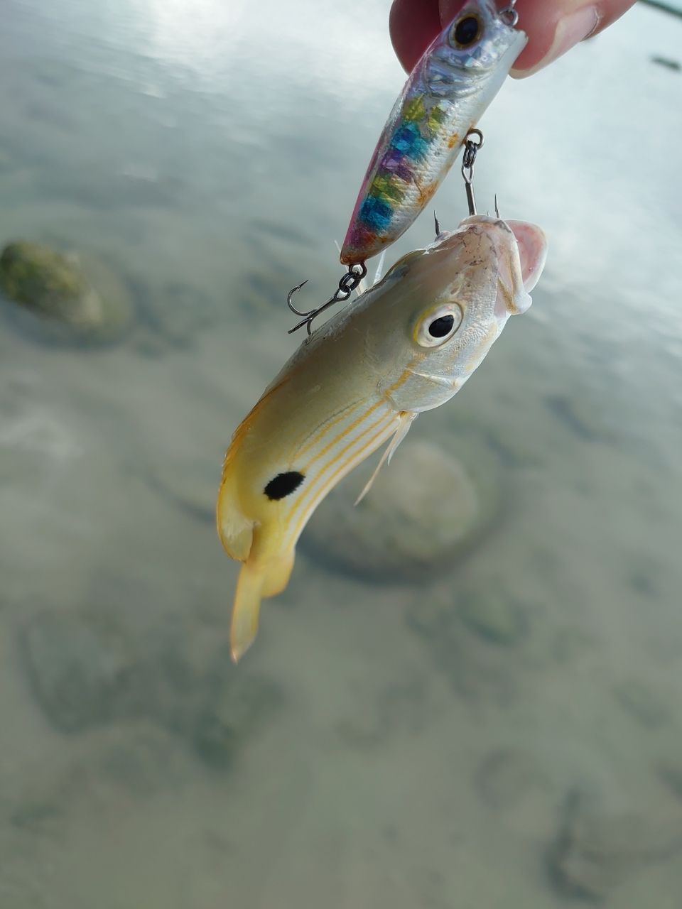 ヤマトビー