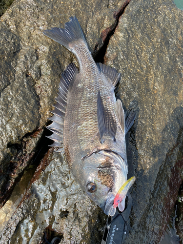 チヌの釣果