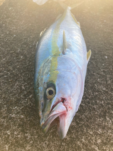 イナダの釣果