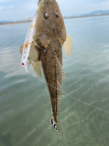 マゴチの釣果