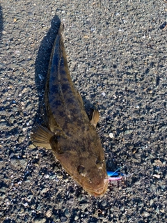 マゴチの釣果