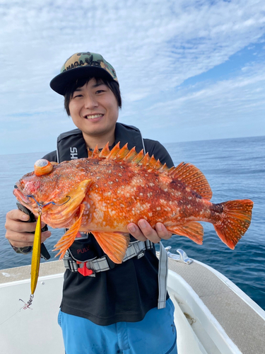 ウッカリカサゴの釣果