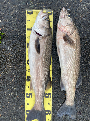 シーバスの釣果