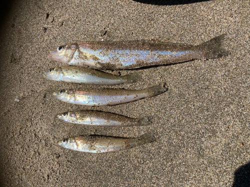 シロギスの釣果