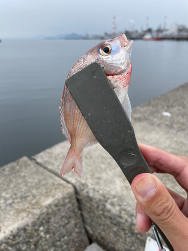 チダイの釣果