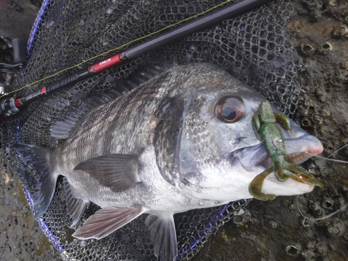 チヌの釣果