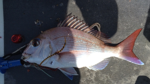 マダイの釣果