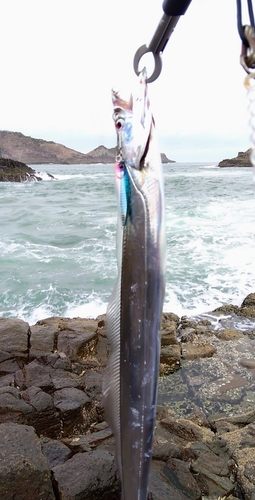 タチウオの釣果