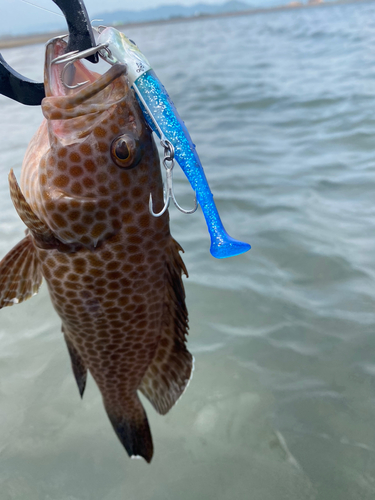 オオモンハタの釣果