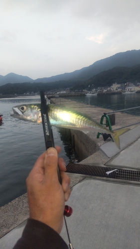 サバの釣果