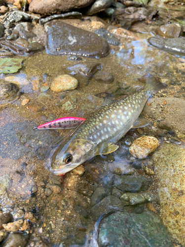 アメマスの釣果