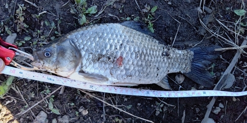 マブナの釣果