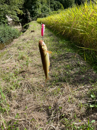 ウグイの釣果